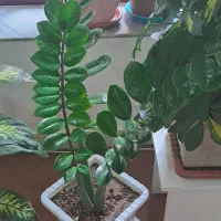 گل و آپارتمانی