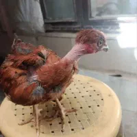 جوجه