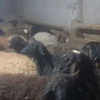 میش بره دار و آبستن جوان