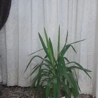 گل طبیعی فروشی فقط نصف قیمت گلخونه