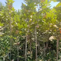 نهال سرزنی شده آماده نهال گلدونی چناربرای دور زمین
