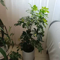 گل‌های زیبا و شاداب|گل و گیاه طبیعی|بجنورد, |دیوار