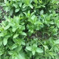 فروش ریشه ی نعنای محلی