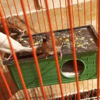 قناری ژاپنی کاکلی