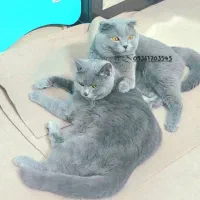 گربه بریتیش بلو ماده