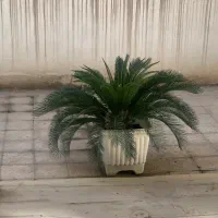 سیکاس