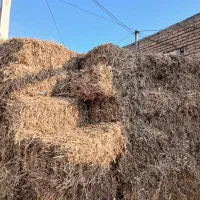 علف سویا|خدمات باغبانی و درختکاری|اردبیل, |دیوار