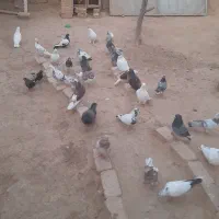 فروشی|پرنده|صائین قلعه, |دیوار