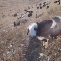 قوچ ترکی و افغانی
