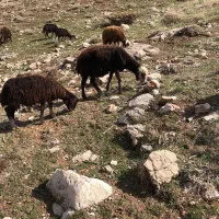 میش نیم گوشت