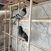 کبوتر جفتگاه