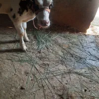 فروش گاو شیری|حیوانات مزرعه|شادگان, |دیوار