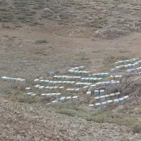 فروش زنبور کارنیکا