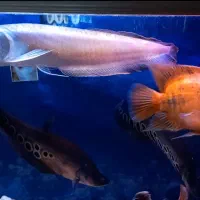 ماهی آروانا پرت