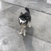 سگ نژاد هاسکی