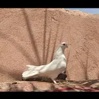ماده سفید تهرونی