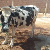 گاو دو ماه ابستن|حیوانات مزرعه|کوهنانی, |دیوار