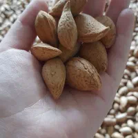 بادام تازه