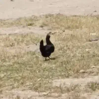 یک عدد مرغ سیاه تخم گذار