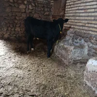 گاو سیمینتال با گوساله سیمینتال|حیوانات مزرعه|ماهنشان, |دیوار