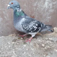 جفت دوبر نر و ماده|پرنده|اردبیل, |دیوار