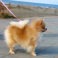 سگ پامرانین دزدیده شده