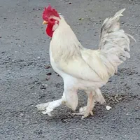 خروس 9ماهه ویک سال دوماه