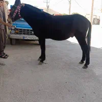 فروش ۱۰راس قاطر به صورت تکی عمده|حیوانات مزرعه|لاران, |دیوار