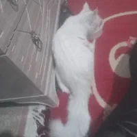 گربه گمشده