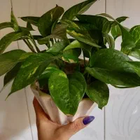 گل ها فروش و معاوضه