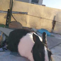 خرگوش سرحال