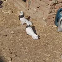 طوقی|پرنده|گوگان, |دیوار