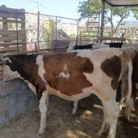 گاو تلیسه