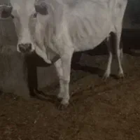 دوعدد گاو بومی جوان وسرحال