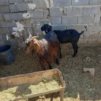 بز چاق کولار|حیوانات مزرعه|شیراز, آبیاری|دیوار