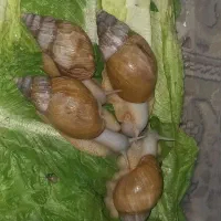 حلزون|خزنده|کامیاران, |دیوار