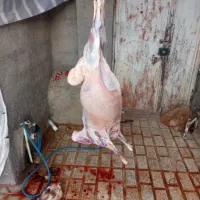 قصابی بره