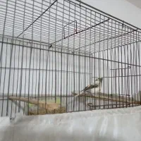 قناری ماده اماده با قفس