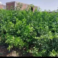 نهال مرکبات نارنگی|خدمات باغبانی و درختکاری|بندرعباس, |دیوار