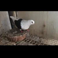 کبوتر پشتار
