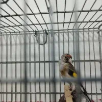 سره نر|پرنده|قیامدشت - خاورشهر, |دیوار