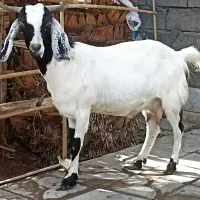 نری|حیوانات مزرعه|بم, |دیوار