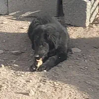 توله قدریجونی