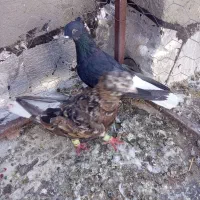 کبوتر نروماده سالم قشنگ|پرنده|میان جلگه, |دیوار