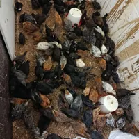 جوجه رسمی کاکلی وپاپر|پرنده|جعفرآباد, |دیوار