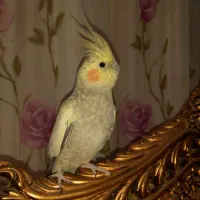 عروس هلندی|پرنده|کازرون, |دیوار