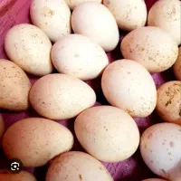 تخم نطفه دار بوقلمون