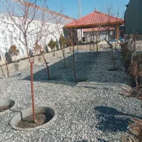 خدمات باغبانی و سمپاشی درختکاری در تمام نقاط شهر