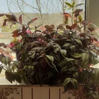 گل آپارتمانی