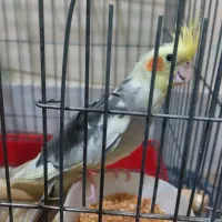عروس هلندی